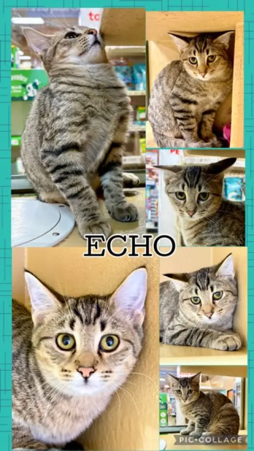 ECHO