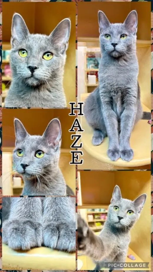 HAZE