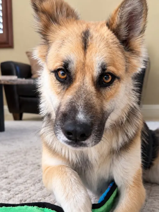 Atzi (Courtesy Post) Adopt Me!
