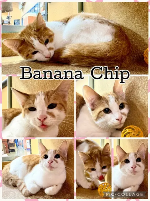 BANANA CHIP