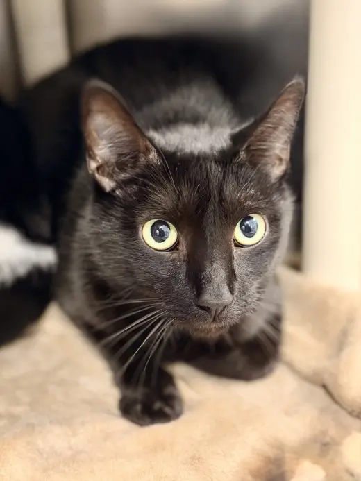 Finn