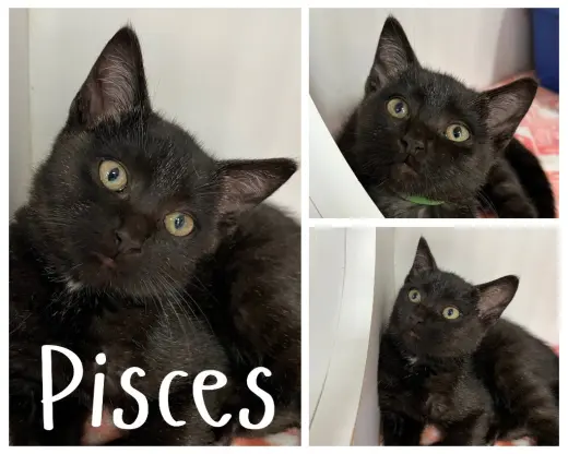 Pisces