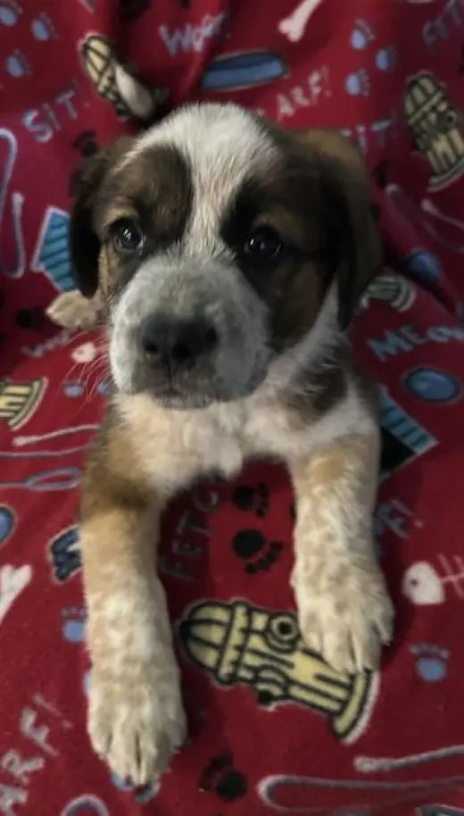 HARLEY