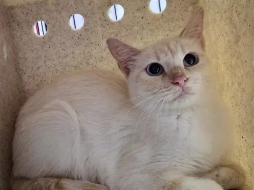 PALOMA
