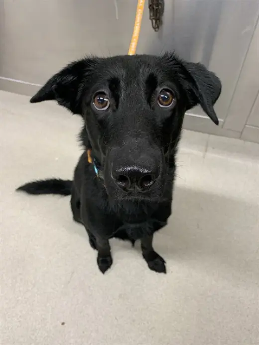 KODA