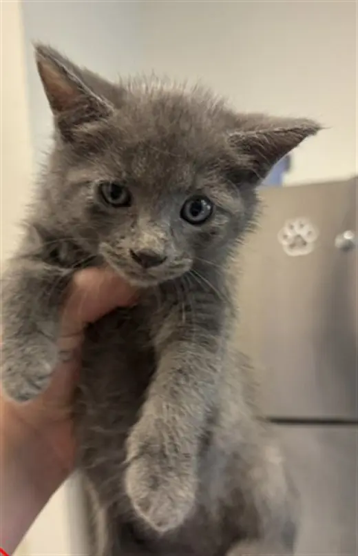 KITTEN 3
