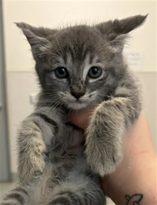KITTEN 2