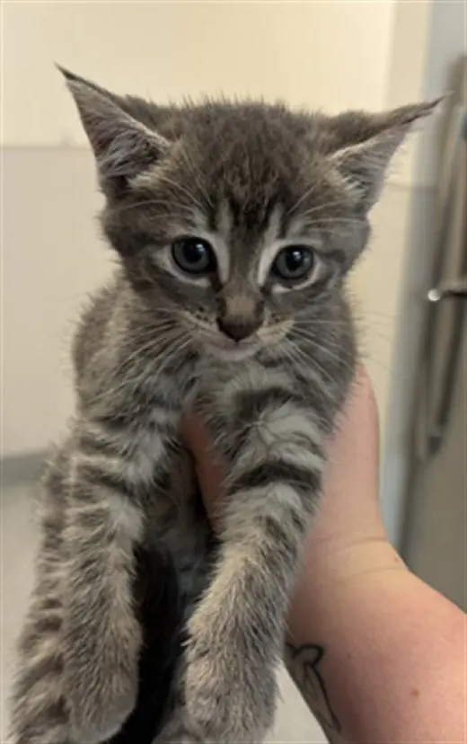 KITTEN 1