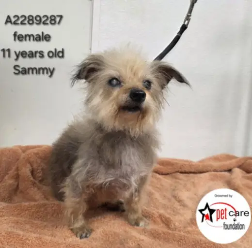 SAMMY