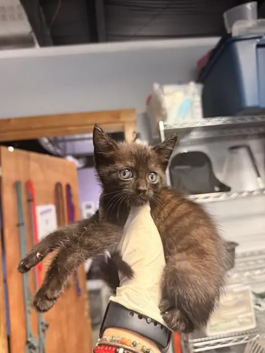 SCAR
