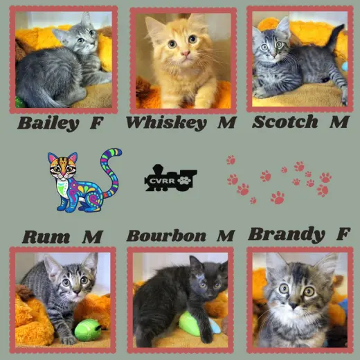 Whiskey Kittens