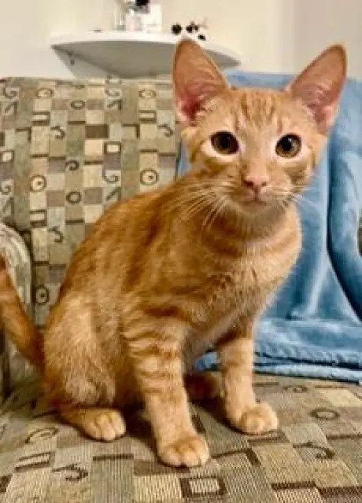 KITTEN DOBBY