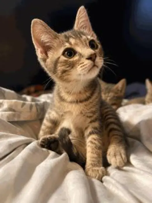 KITTEN WEEBLE