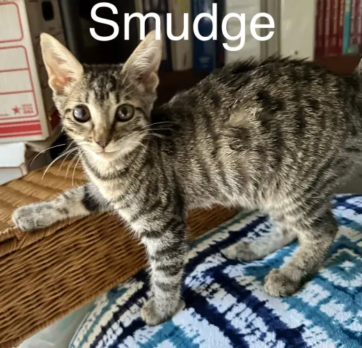 Smudge