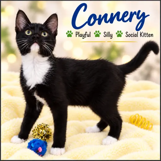 Connery (FCID#09/01/2026-117