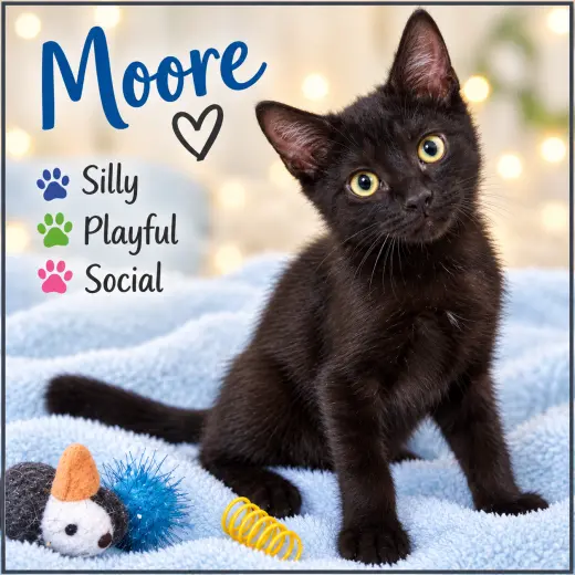 Moore (FCID# 09/01/2026-114) Willow Grove