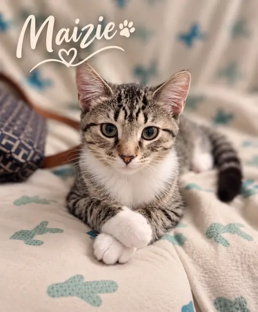 Maizie, Willow Grove Area, (FCID 06/10/2026-106)