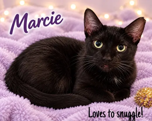 Marcie (FCID# 07/24/2026-152)