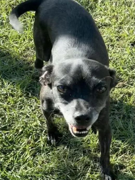 AGGIE