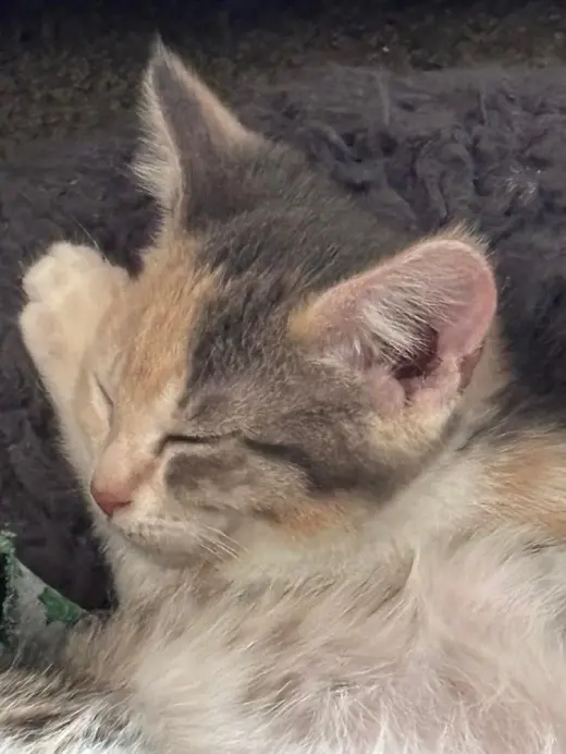 Carla
