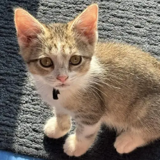 Sheena