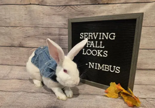 Nimbus