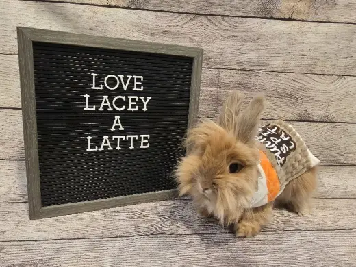Lacey