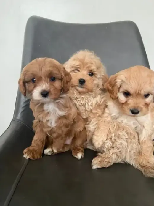4 Cavapoo’s 4 Adoption