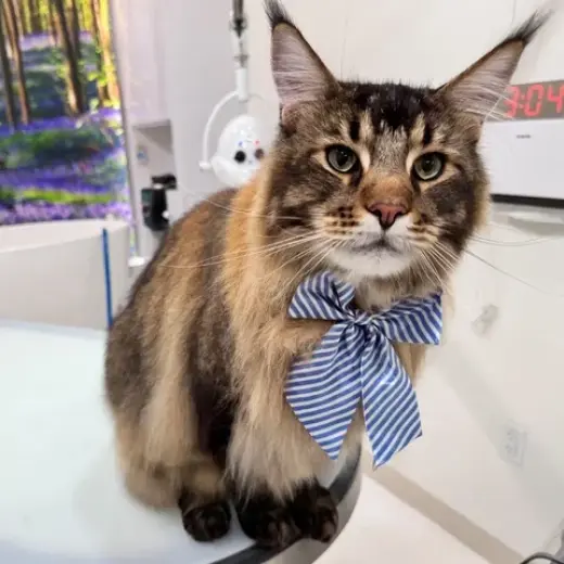 Cat Grooming Packages in USA