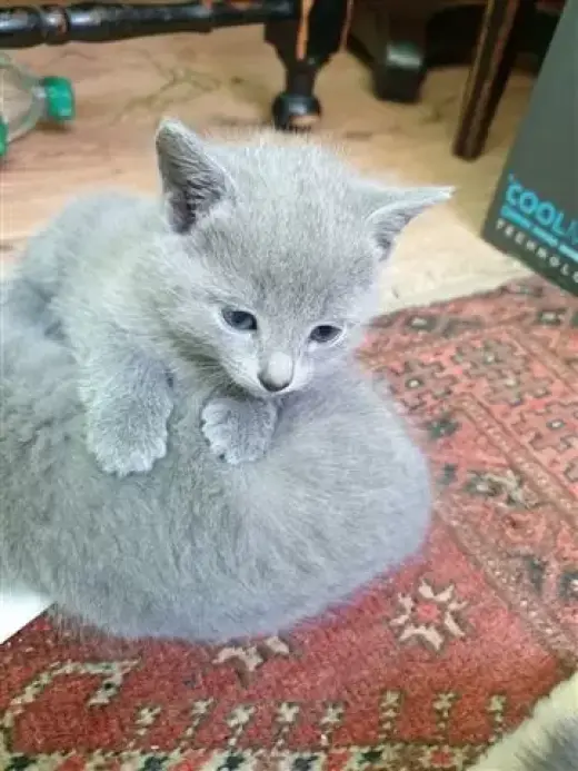 Gatitos azul ruso socializados