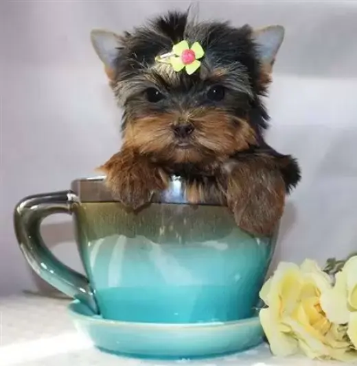 Yorkies para niños y niñas