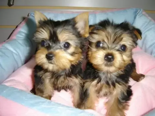 Yorkie de 11 semanas en busca