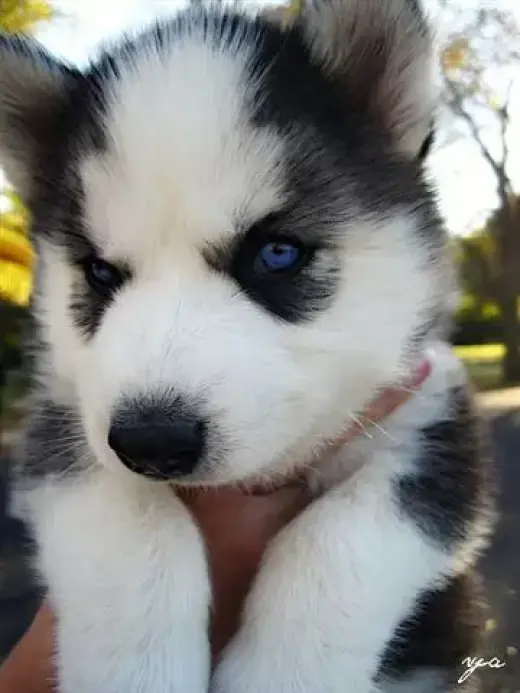 3 hermosos cachorros de husky