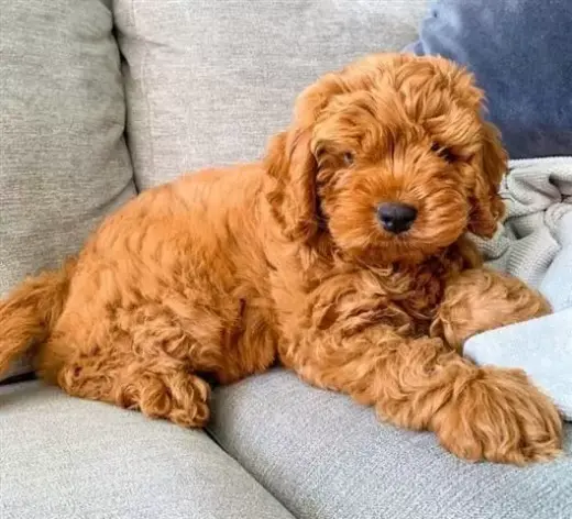 Venta de Cachorros Cavoodle
