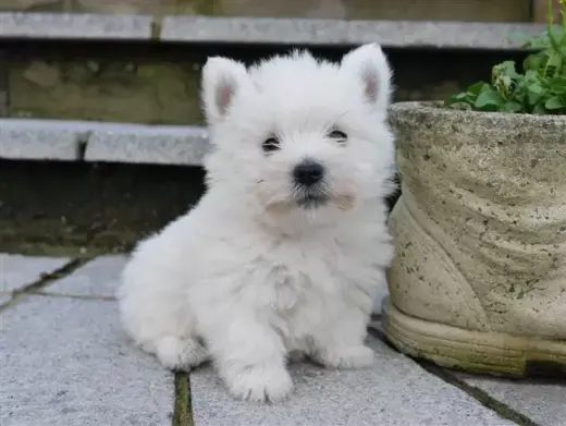 cachorros de West Highland Ter
