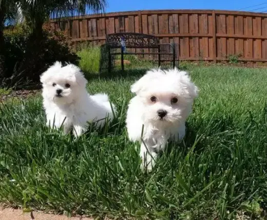 cachorro maltés macho y hembra