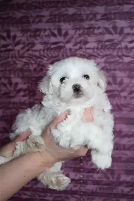 Pequeños cachorros malteses