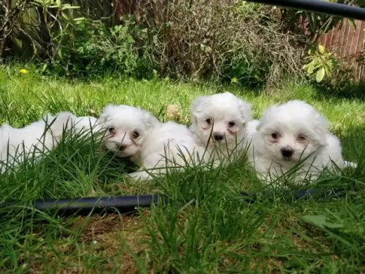 Pequeños cachorros malteses