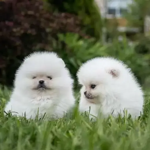 Preciosa t-cup Pomerania