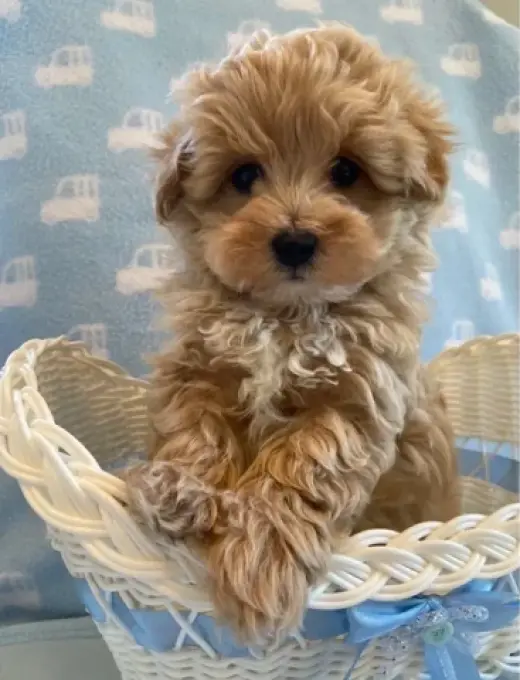6 Maltipoo friendly puppies