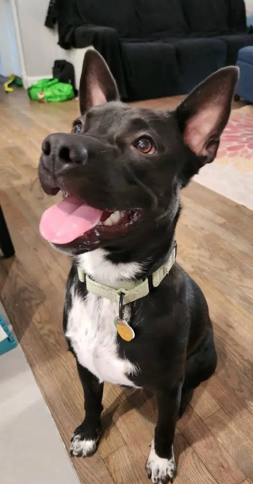 Tater Tot (AKA Onyx)