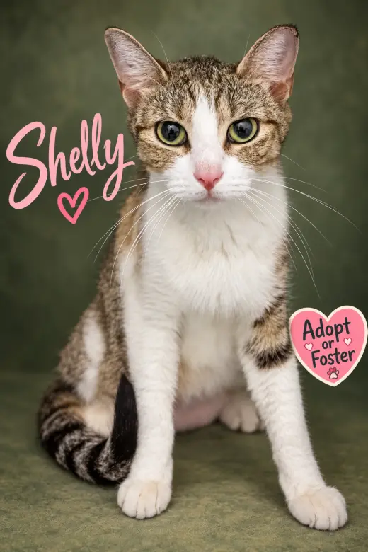 Shelly (FCID# 08/31/2026 - 68 Trainer)
