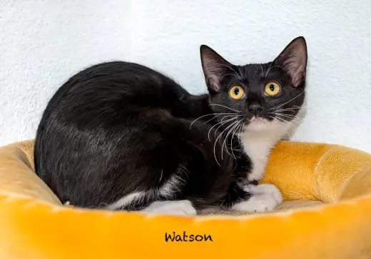 Watson