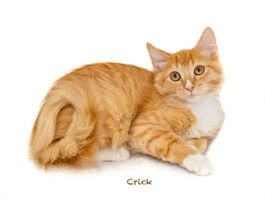 Crick