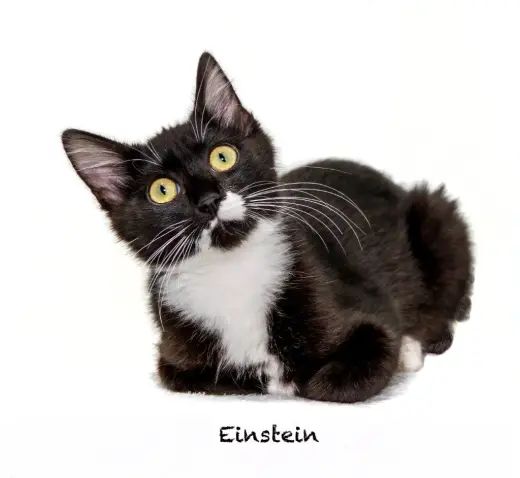 Einstein