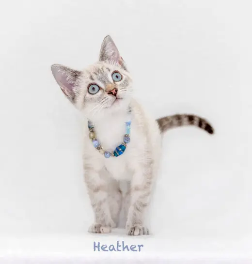 Heather