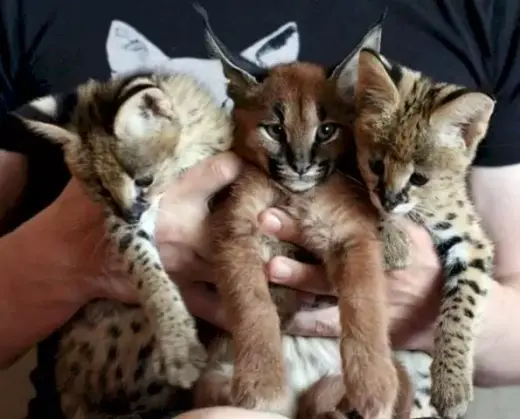 f2-f3 Savannah gatos listos