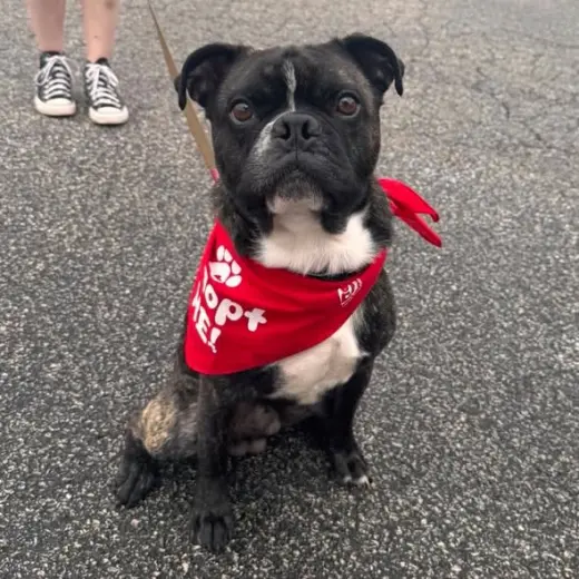 Rocky (Rocco)