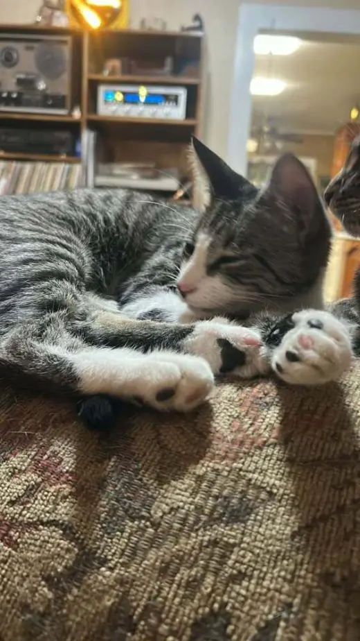 Oscar