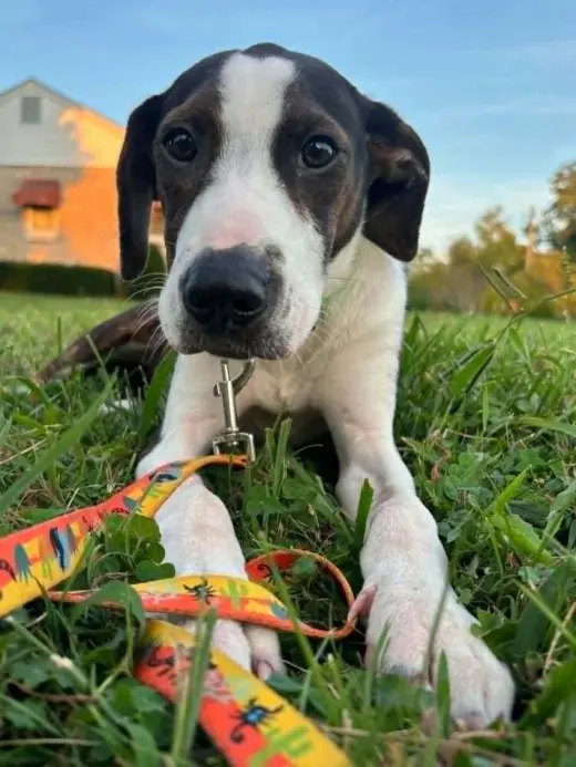 Floyd Rs : Rufus